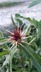 Centaurea calcitrapa calcitrapa