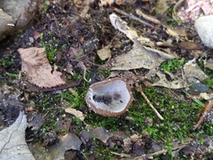 Hypomyces stephanomatis