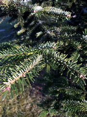 Abies nordmanniana