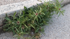 Centaurea calcitrapa calcitrapa