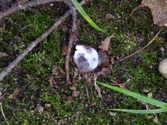 Hypomyces stephanomatis