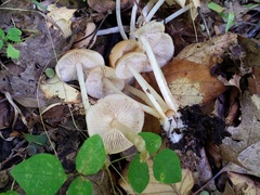 Marasmius cystidiosus