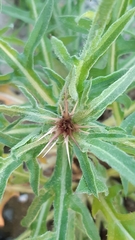 Centaurea calcitrapa calcitrapa