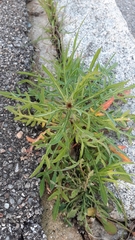 Centaurea calcitrapa calcitrapa