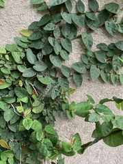 Ficus pumila