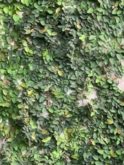 Ficus pumila