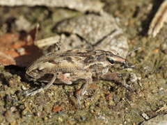 Coniocleonus excoriatus