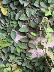 Ficus pumila