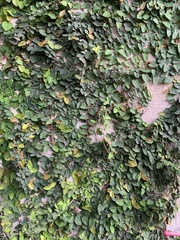 Ficus pumila