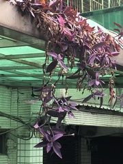 Tradescantia pallida