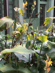 Canna indica