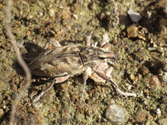 Coniocleonus excoriatus