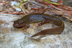 Desmognathus welteri