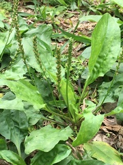 Plantago asiatica
