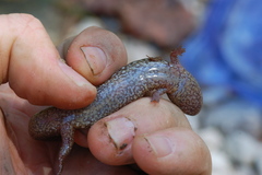 Desmognathus welteri