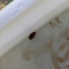 Platambus maculatus