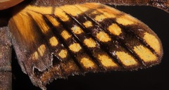 Adhemarius tigrina