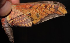 Adhemarius tigrina