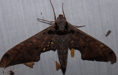 Adhemarius tigrina