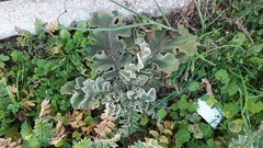 Verbascum sinuatum