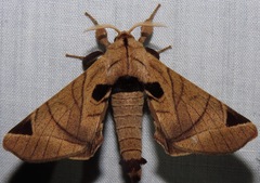 Apatelodes pandarioides