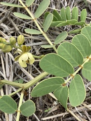 Senna italica subsp. arachoides image