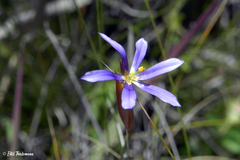 Sisyrinchieae