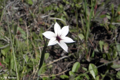 Sisyrinchium chilense