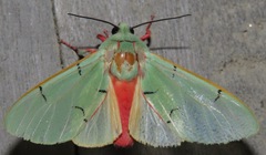 Chlorhoda superba