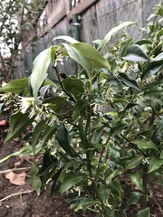 Sarcococca hookeriana