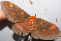 Citheronia andina