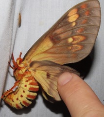 Citheronia andina