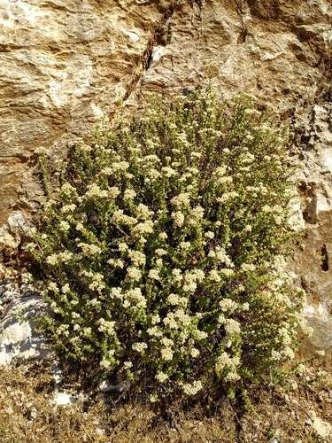 Pot marjoram (Origanum onites)