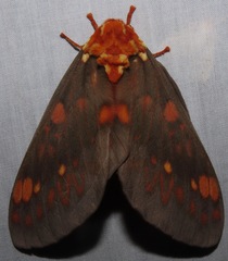 Citheronia andina