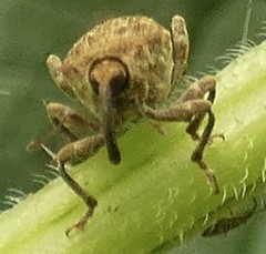 Parethelcus pollinarius