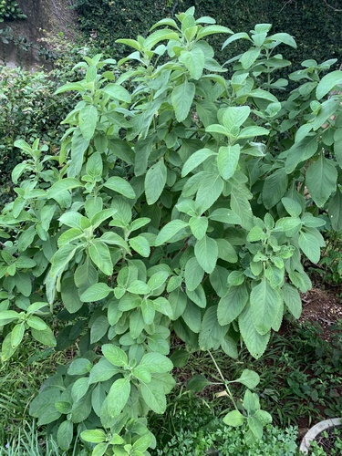 Woolly Plectranthus