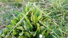 Helminthotheca echioides