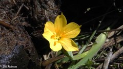 Sisyrinchium graminifolium