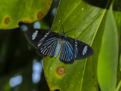 Hypocrita fenestraria