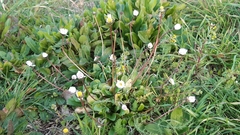 Bellis perennis