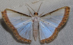 Leuciris fimbriaria