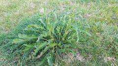 Rumex crispus crispus