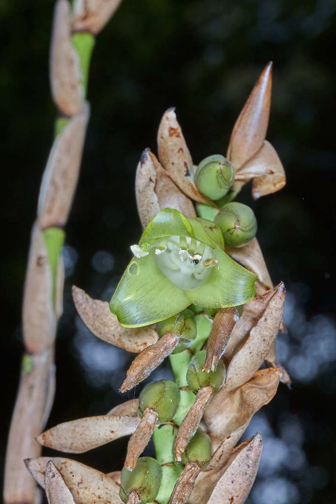Giant densely-flowered werauhia