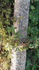 Potentilla reptans