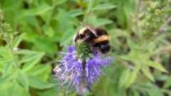 Bombus