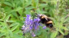 Bombus
