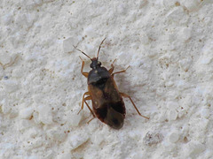 Lyctocoris campestris