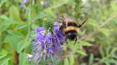 Bombus