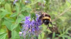 Bombus