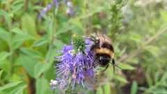 Bombus